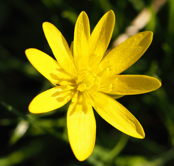 Scharbockskraut, Ficaria verna